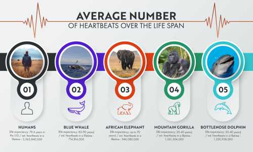 Infographic Design for a client representing the average number of heartbeats of a few mammals over the lifespan. 