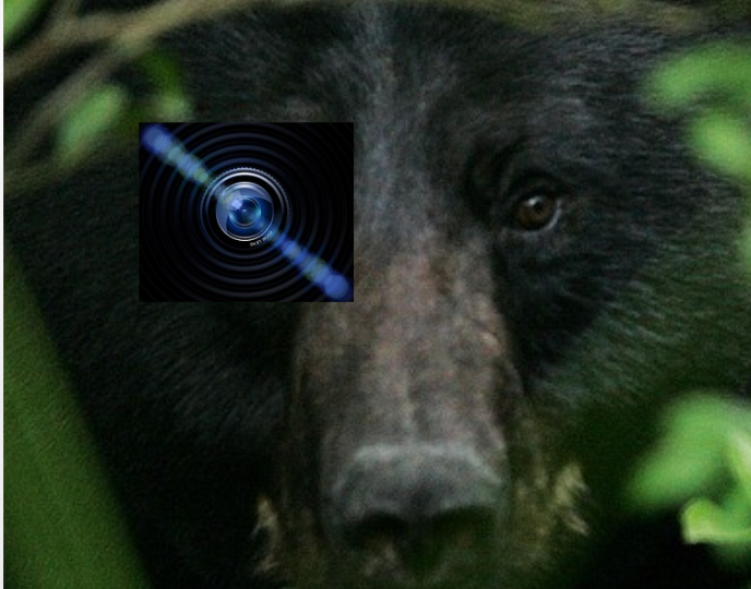 Black-bear T. - Technical Specialist