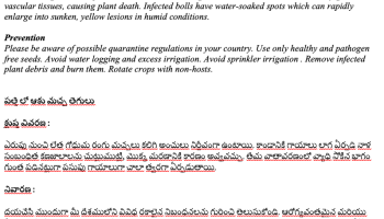 Translation Telugu