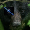 Black-bear T.